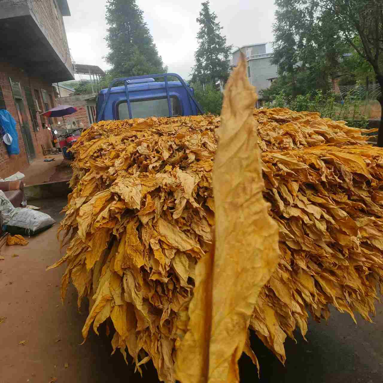 手卷口粮烟丝专卖网