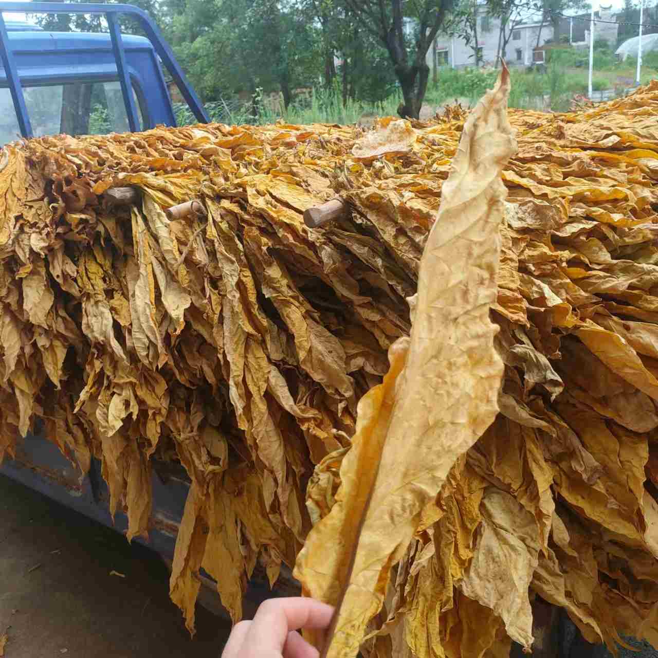 手卷口粮烟丝：品味传统